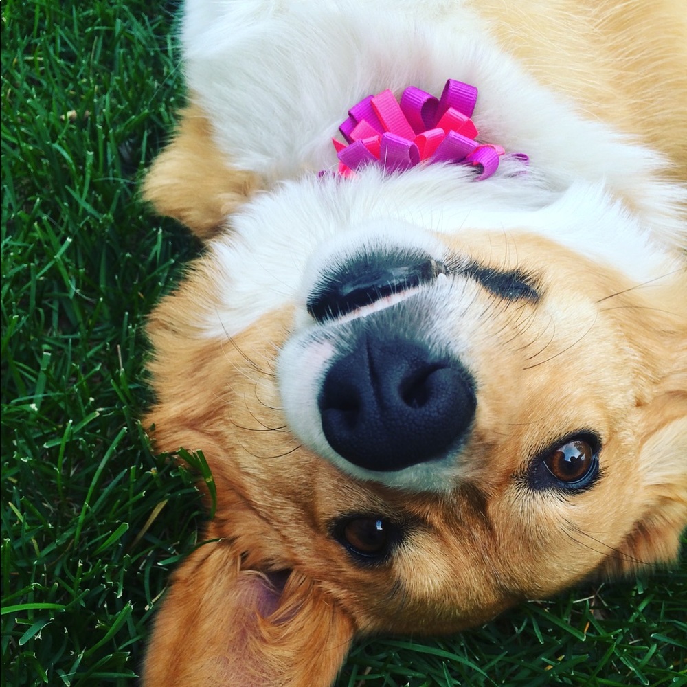 Meet your Posher, Laurie